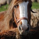 horse face